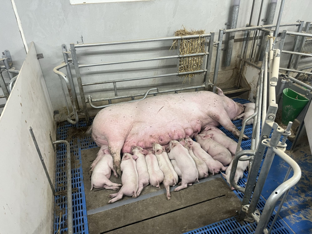 Vi søger elev til vores sohold